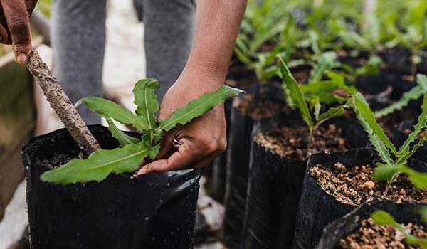Planting trees